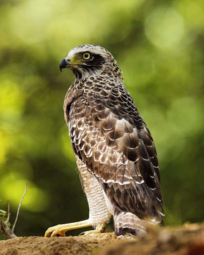 From Bentota - Yala National Park Full Day Safari Tour - Looking for Leopards in Yala