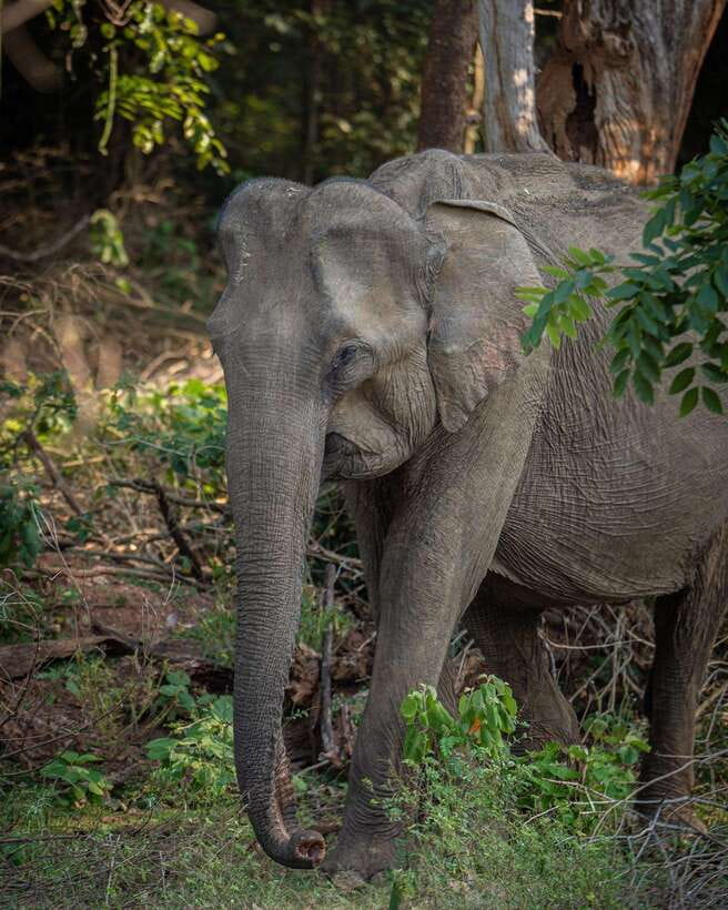 From Bentota - Yala National Park Full Day Safari Tour - Beyond Leopards: Elephants, Deer, Buffalo, and Birds