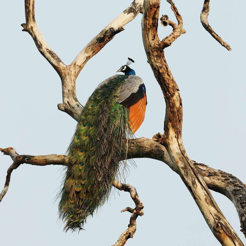 From Bentota - Yala National Park Full Day Safari Tour - Is $203 Per Person Good Value?
