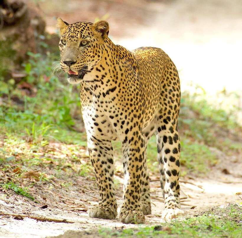 From Bentota - Yala National Park Full Day Safari Tour - Pickup From Bentota and the Southern Coast