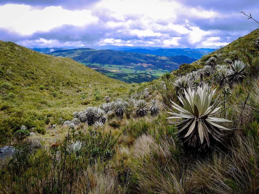 From Bogotá: Chingaza National Park Eco Tour - Why Chingaza feels so different from Bogotá