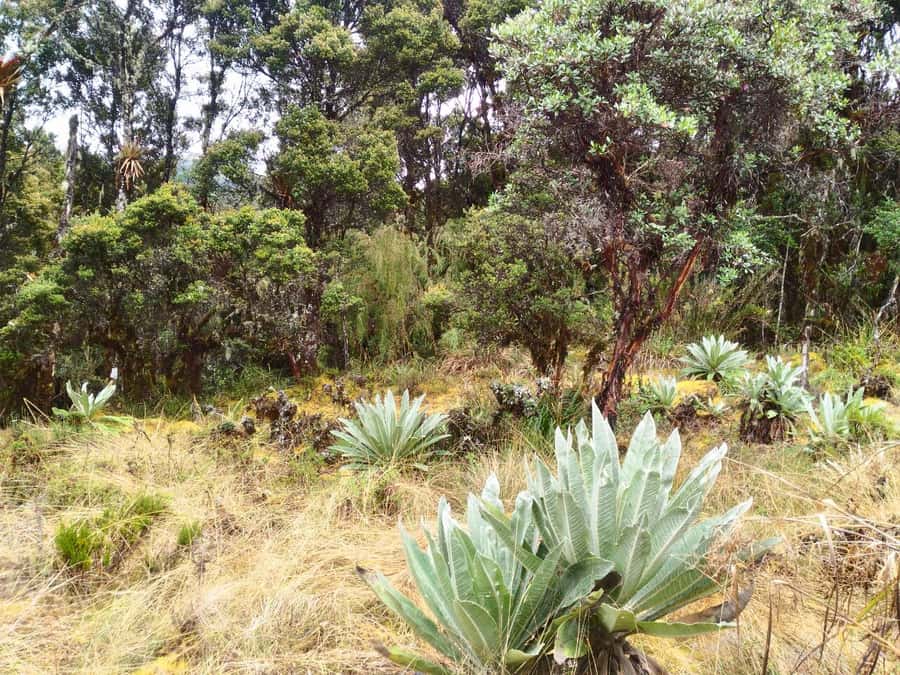 From Bogotá: Chingaza National Park Eco Tour - Three to three-and-a-half hours on Rincón del Oso