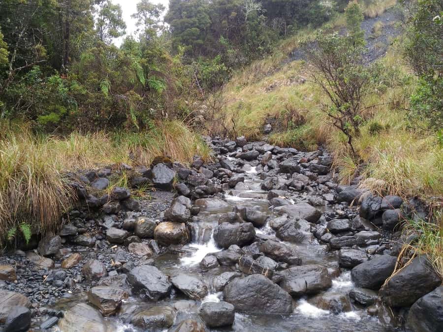 From Bogotá: Chingaza National Park Eco Tour - Who should book this tour