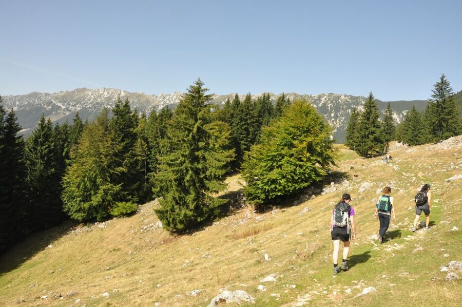 From Brasov: Piatra Craiului National Park Private Day Tour - The ridge: rewarding, exposed, and weather dependent