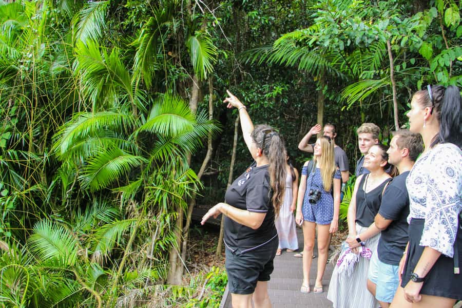From Cairns: Daintree Wilderness & Cape Tribulation Bus Tour - Why this day trip works from Cairns