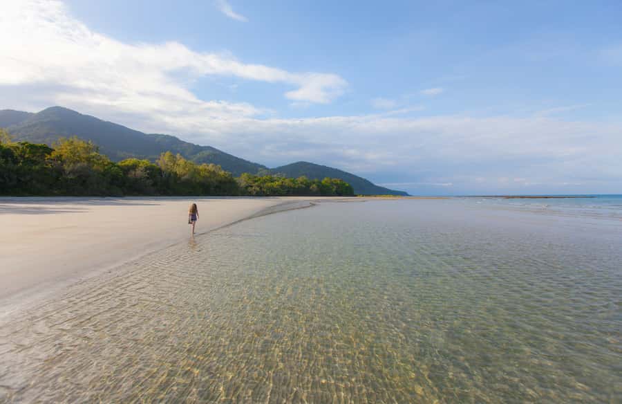 From Cairns: Daintree Wilderness & Cape Tribulation Bus Tour - Wildlife Habitat: useful context before the forest