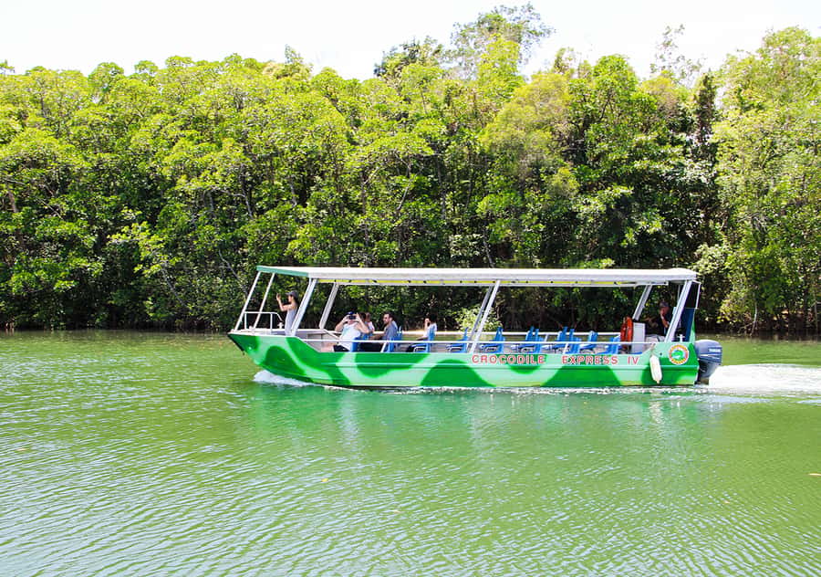 From Cairns: Daintree Wilderness & Cape Tribulation Bus Tour - Guided rainforest walk among palms and strangler figs