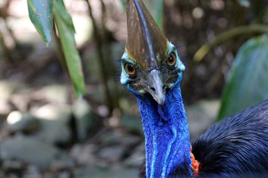 From Cairns: Daintree Wilderness & Cape Tribulation Bus Tour - Daintree River cruise in crocodile country
