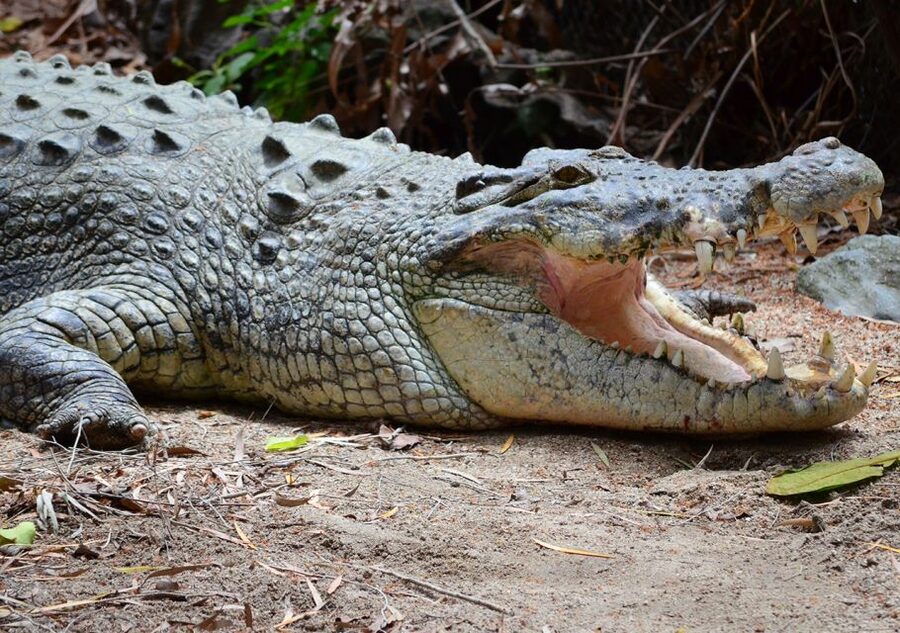 From Cairns: Daintree Wilderness & Cape Tribulation Bus Tour - The guide matters more than the bus