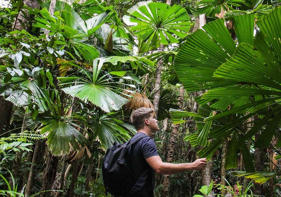 From Cairns: Daintree Wilderness & Cape Tribulation Bus Tour - Is $180 good value?