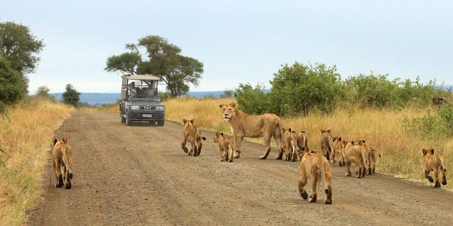 From Cape Town: Kruger National Park 2-Day Safari Trip - Key points before you book