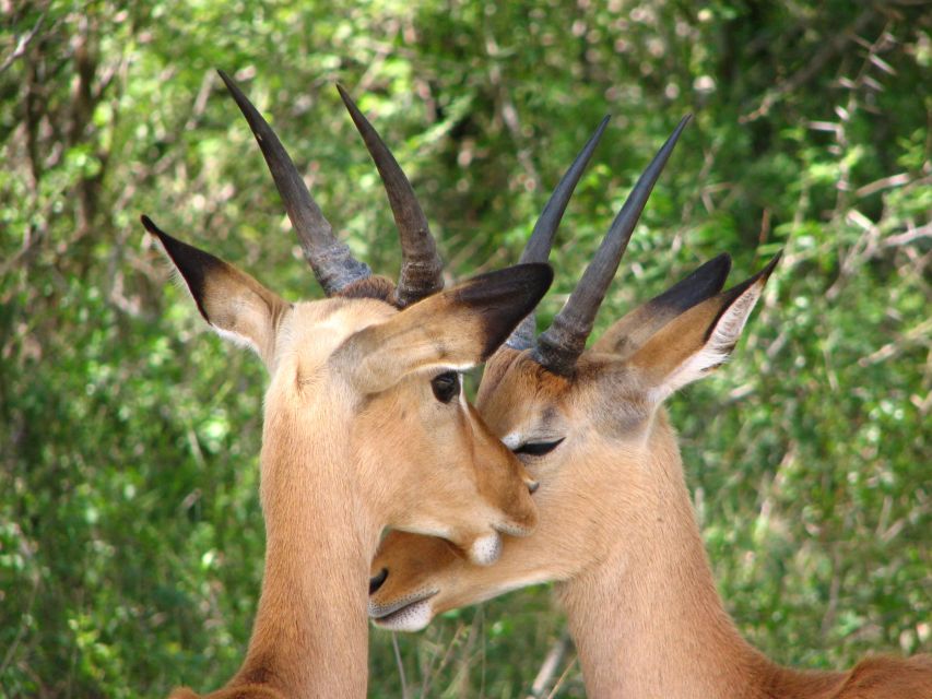From Cape Town: Kruger National Park 2-Day Safari Trip - Why this short Kruger trip can work from Cape Town