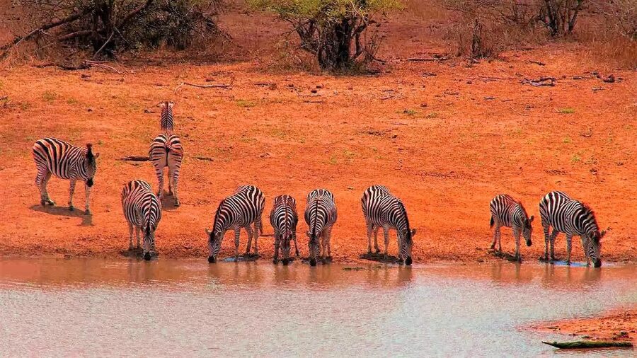 From Cape Town: Kruger National Park 2-Day Safari Trip - The afternoon safari inside Kruger