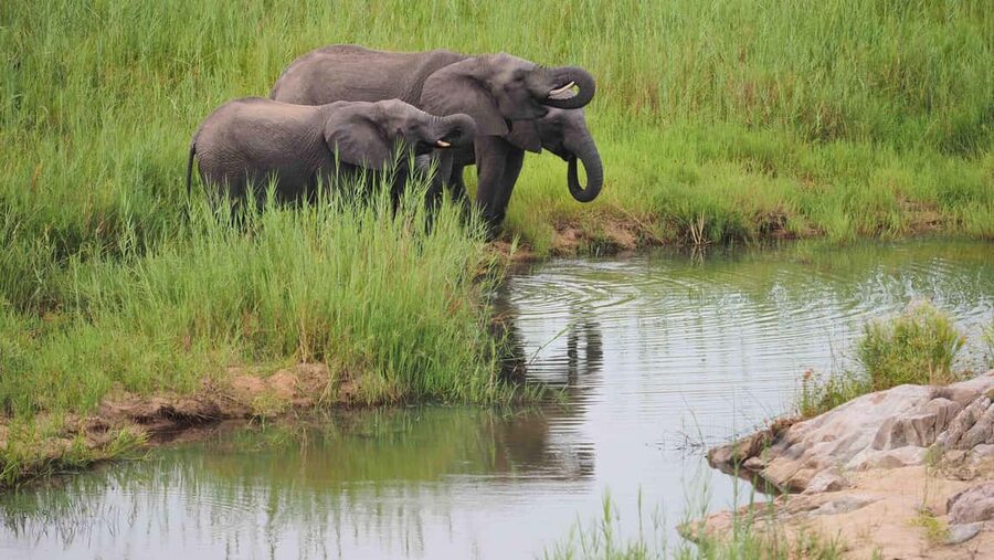 From Cape Town: Kruger National Park 2-Day Safari Trip - The guide and the overall safari experience