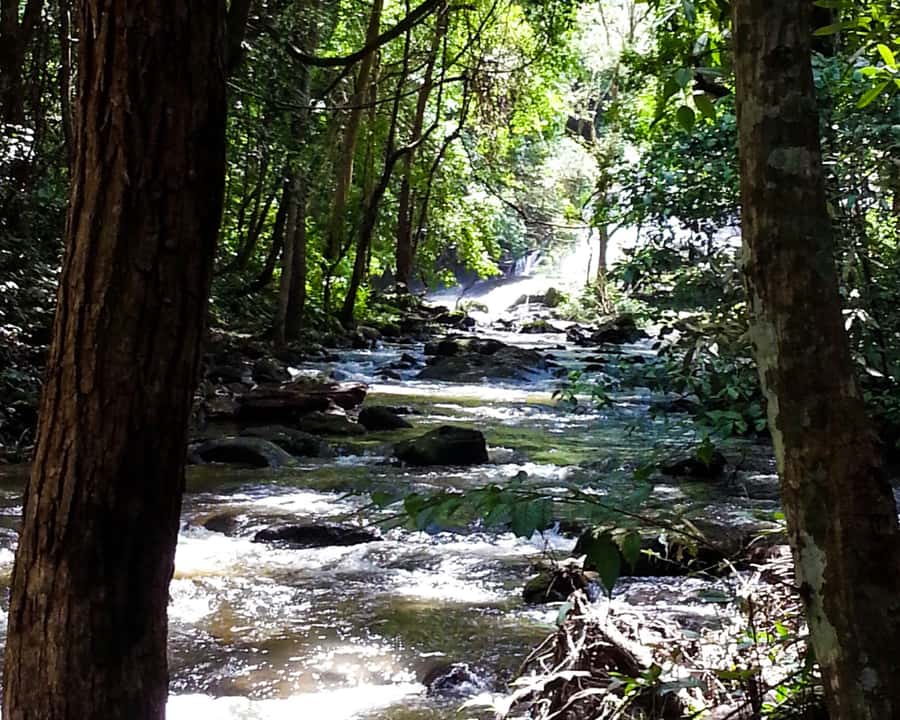 From Chiang Mai: Doi Inthanon National Park Day Trip & Hike - Angka Nature Trail and the cool high forest