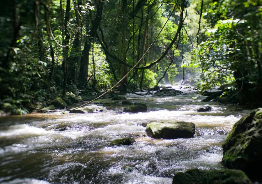 From Chiang Mai: Doi Inthanon National Park Day Trip & Hike - Lunch at the Royal Project restaurant