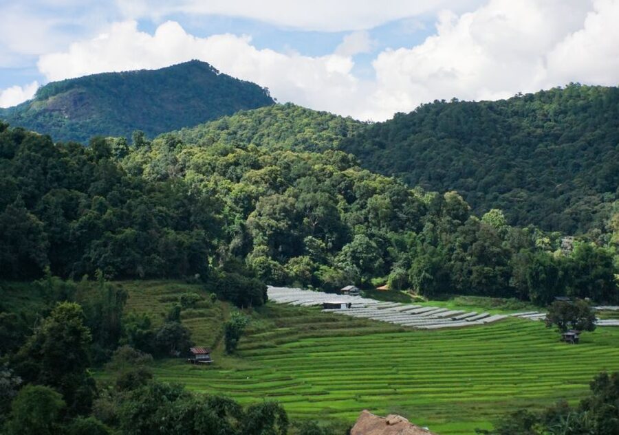 From Chiang Mai: Doi Inthanon National Park Day Trip & Hike - Rice terraces, Karen life, and coffee at Mae Klang Luang