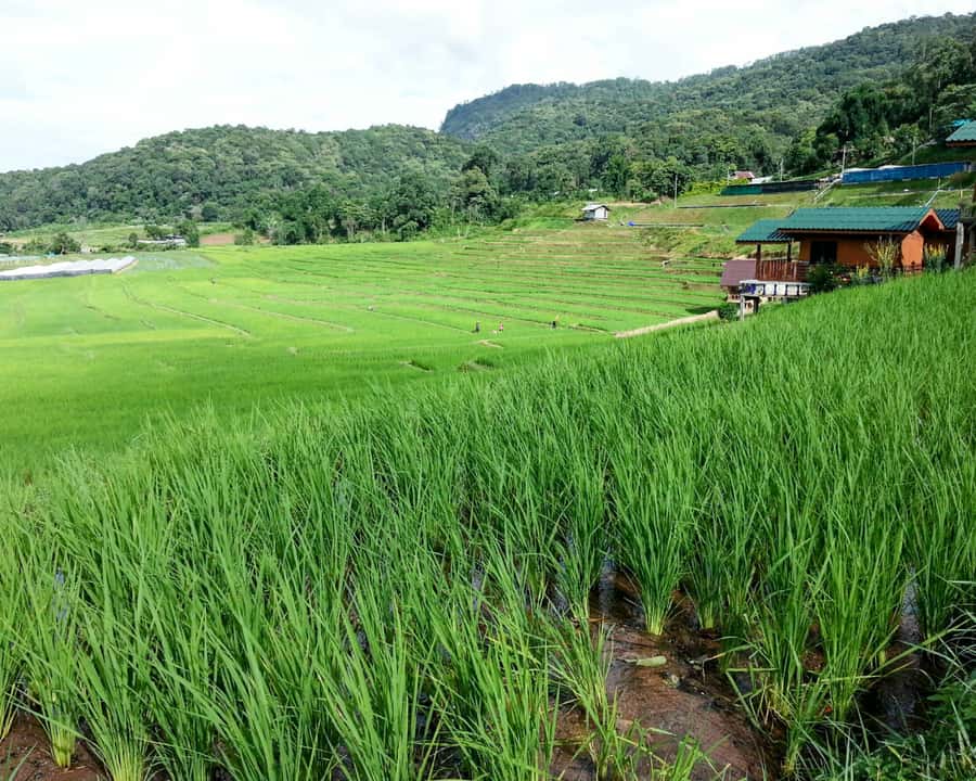 From Chiang Mai: Doi Inthanon National Park Day Trip & Hike - The road from Chiang Mai to the mountain