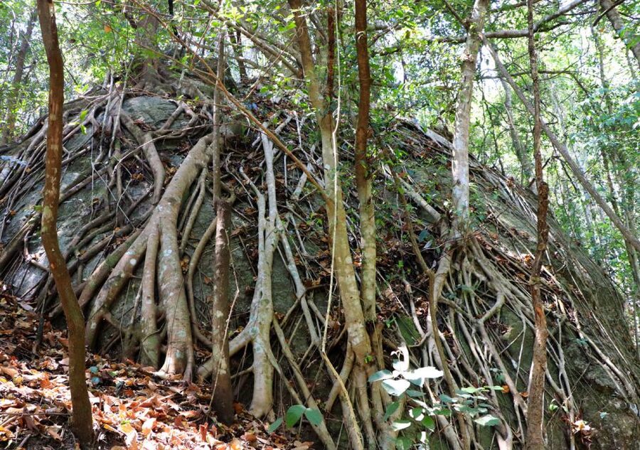 From Chiang Mai: Doi Inthanon National Park Hiking Tour - Why this Doi Inthanon day trip works