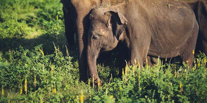 From Colombo: Private Minneriya National Park Day Safari - Who will get the most from this safari