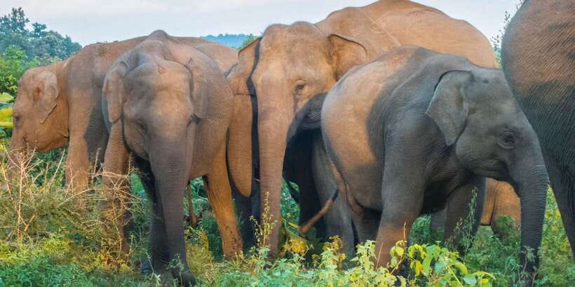 From Colombo: Private Minneriya National Park Day Safari - Why Minneriya makes a worthwhile day from Colombo