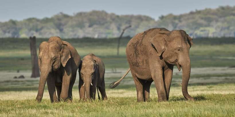 From Colombo: Private Minneriya National Park Day Safari - Three hours inside Minneriya National Park