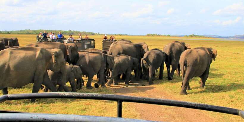 From Colombo: Private Minneriya National Park Day Safari - A local restaurant lunch, with an extra bill