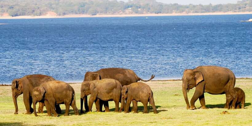 From Colombo: Private Minneriya National Park Day Safari - The return to Colombo and what the schedule means