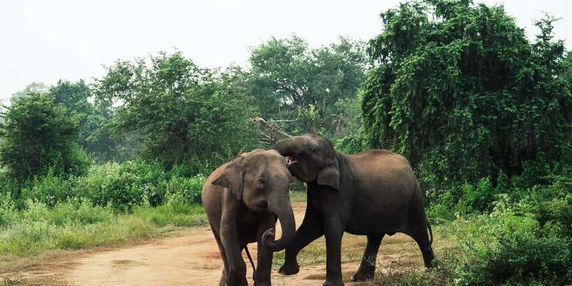 From Colombo: Private Minneriya National Park Day Safari - What the private format does well
