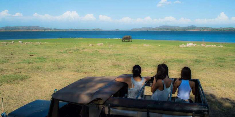 From Colombo: Private Minneriya National Park Day Safari - The main drawbacks to consider