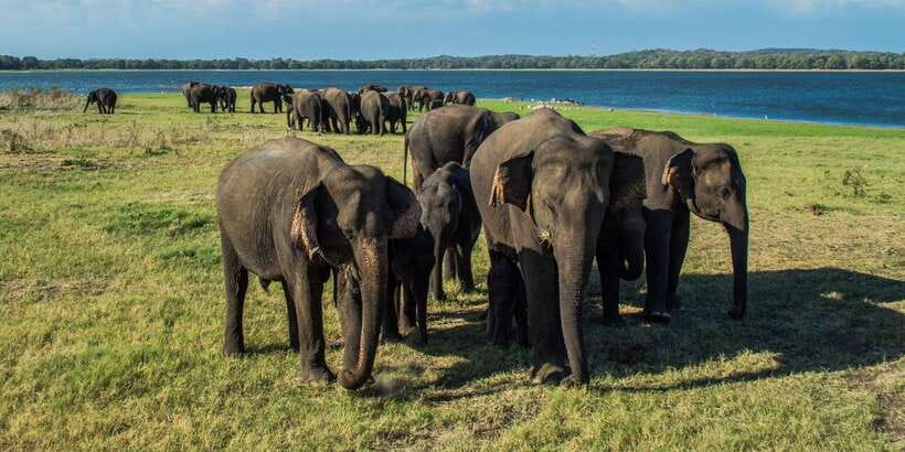 From Colombo: Private Minneriya National Park Day Safari - Health rules and booking flexibility