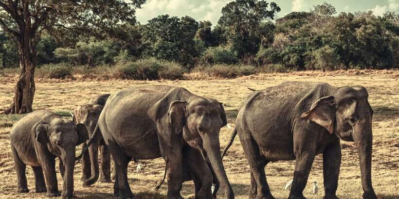 From Colombo: Private Minneriya National Park Day Safari - The 8:00 AM pickup and the long road north