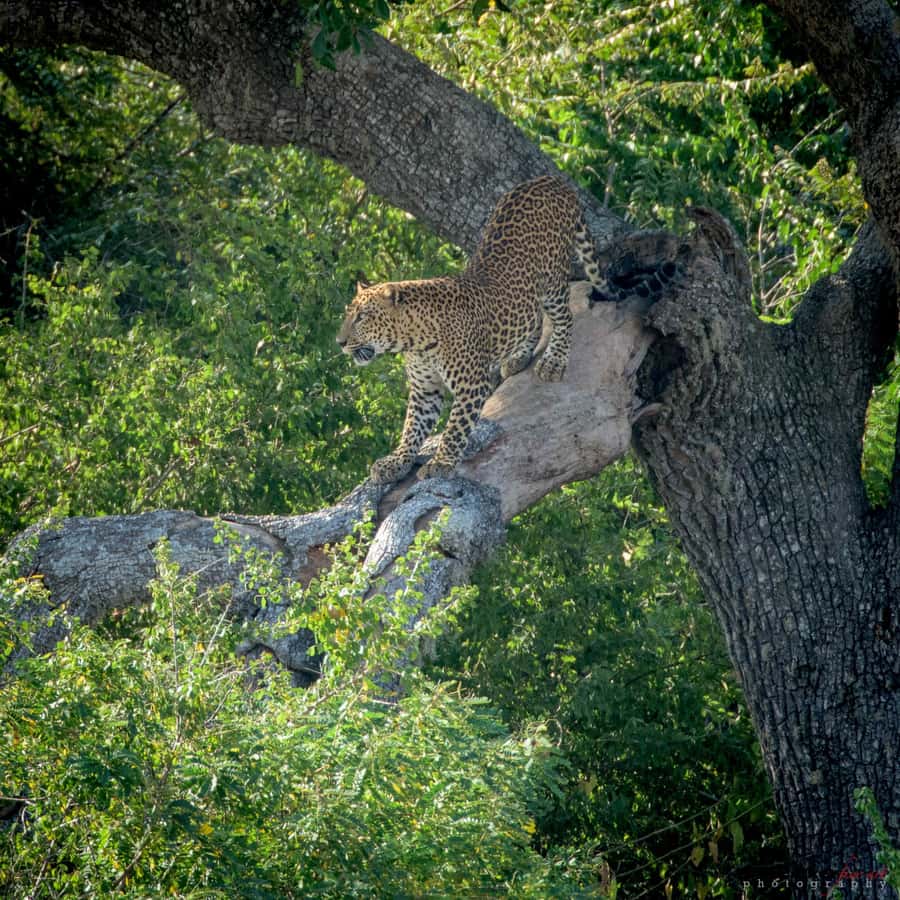 From Colombo : Yala National Park Safari With Tickets - Key things to know before booking