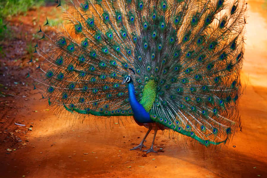 From Colombo : Yala National Park Safari With Tickets - Is a Colombo day trip to Yala worth the road time?