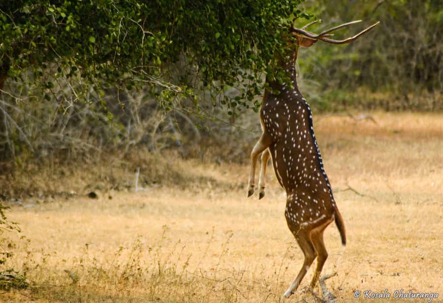 From Colombo : Yala National Park Safari With Tickets - Choosing the 6:30 a.m. or 1:00 p.m. safari