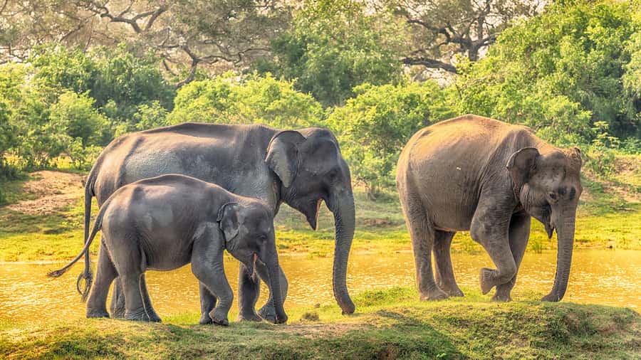 From Colombo : Yala National Park Safari With Tickets - Three hours in a Yala safari jeep