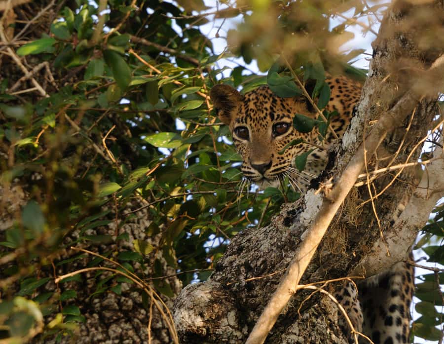 From Colombo : Yala National Park Safari With Tickets - Block I, Block II, and the limits of the park visit