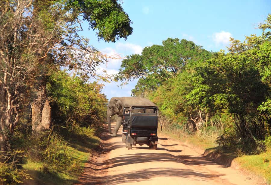 From Colombo : Yala National Park Safari With Tickets - What the wildlife list really means