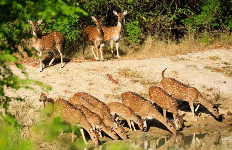 From Colombo : Yala National Park Safari With Tickets - Leaving Colombo for a full day on the road