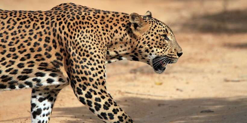 From Colombo: Yala National Park Safari with Transfer - Key points at a glance