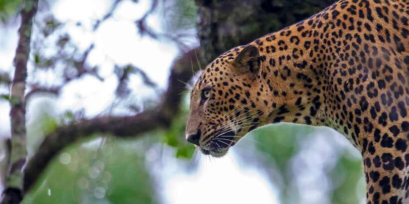 From Colombo: Yala National Park Safari with Transfer - Who should book this Yala safari?