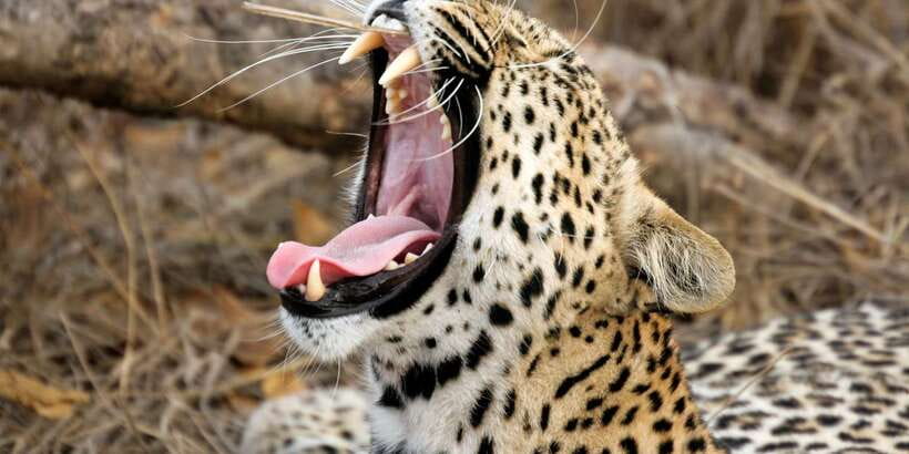 From Colombo: Yala National Park Safari with Transfer - Why Yala makes a strong day trip from Colombo