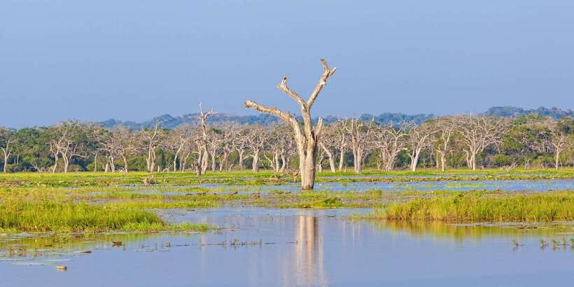 From Colombo: Yala National Park Safari with Transfer - The leopard question: how realistic is a sighting?
