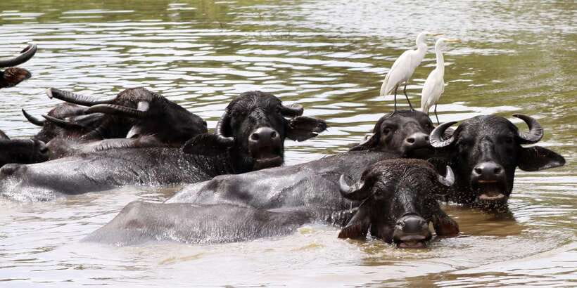From Colombo: Yala National Park Safari with Transfer - How the guide and driver affect the day