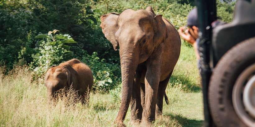 From Colombo: Yala National Park Safari with Transfer - What the $128 price really includes