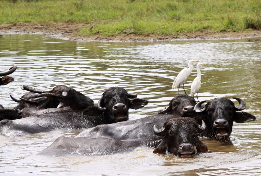 From Colombo: Yala National Park Safari with Transfer - The tradeoff of doing Yala in one day