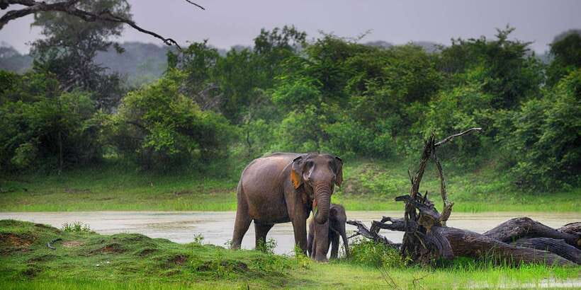From Colombo: Yala National Park Safari with Transfer - The Colombo pickup and long road to Yala