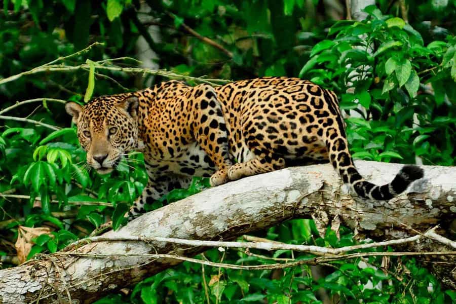 From Cusco: 4-Day Manu National Park Guided Tour - Macaws, forest trails, and Machuwasi Lake