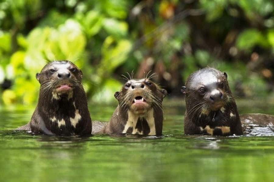 From Cusco: 4-Day Manu National Park Guided Tour - The long ride back to Cusco
