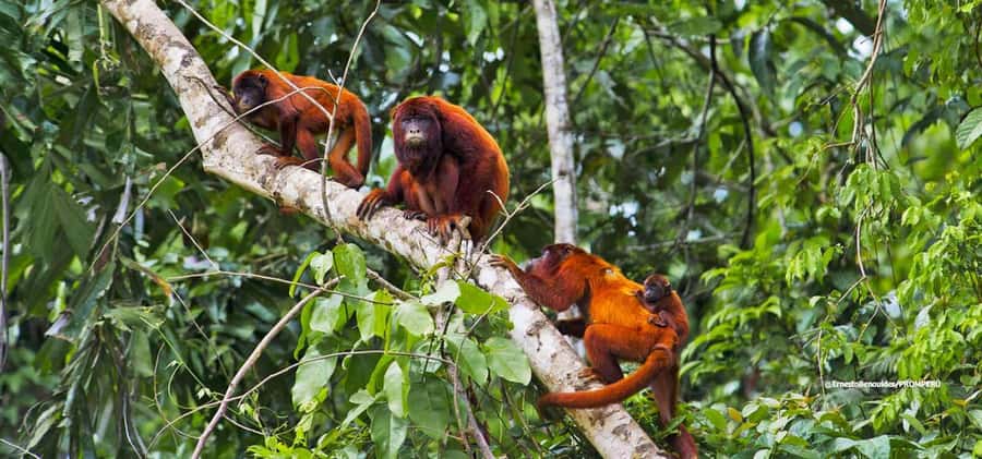 From Cusco: 4-Day Manu National Park Guided Tour - The guide can make or break the experience